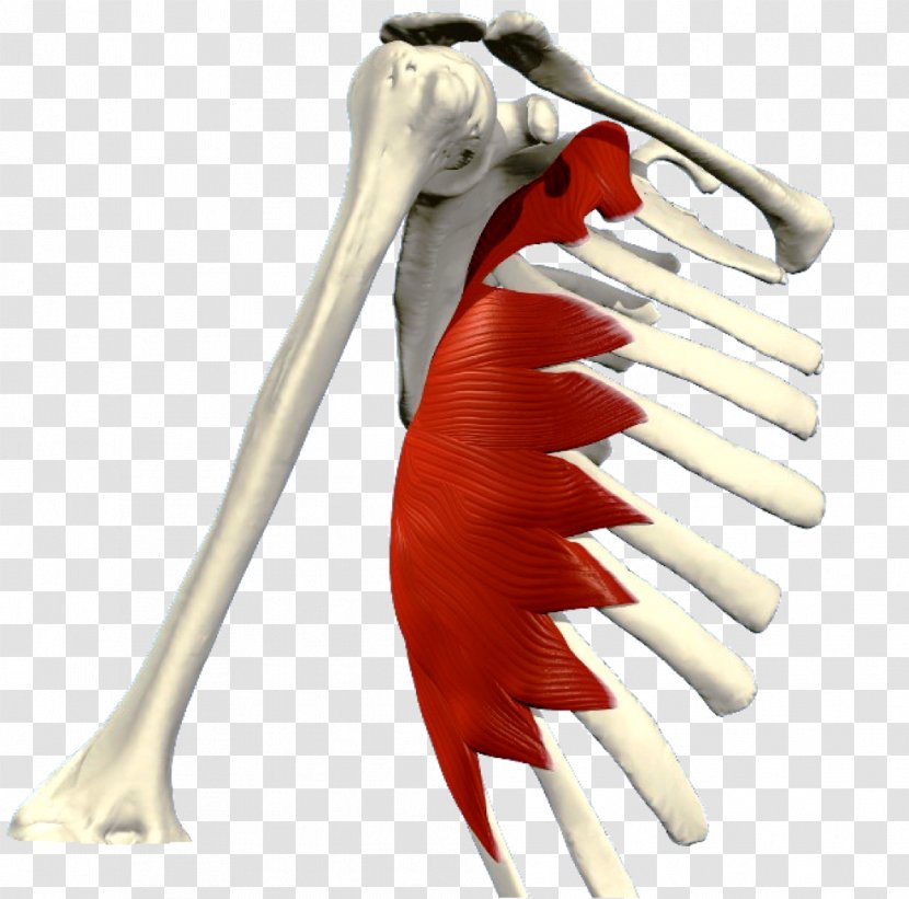 Serratus Anterior Muscle Posterior Inferior Pectoralis Major Muscular System - Tree - Silhouette Transparent PNG