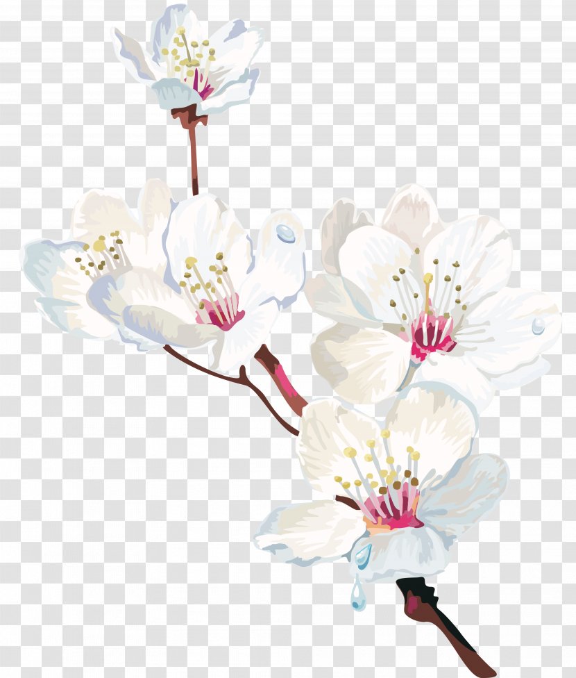 Watercolor Painting Cherry Blossom Watercolor: Flowers - White Transparent PNG
