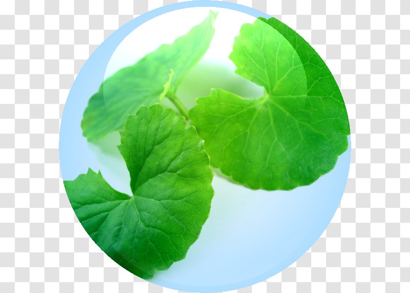 Centella Asiatica Collagen Medicinal Plants Herb - Plant Transparent PNG