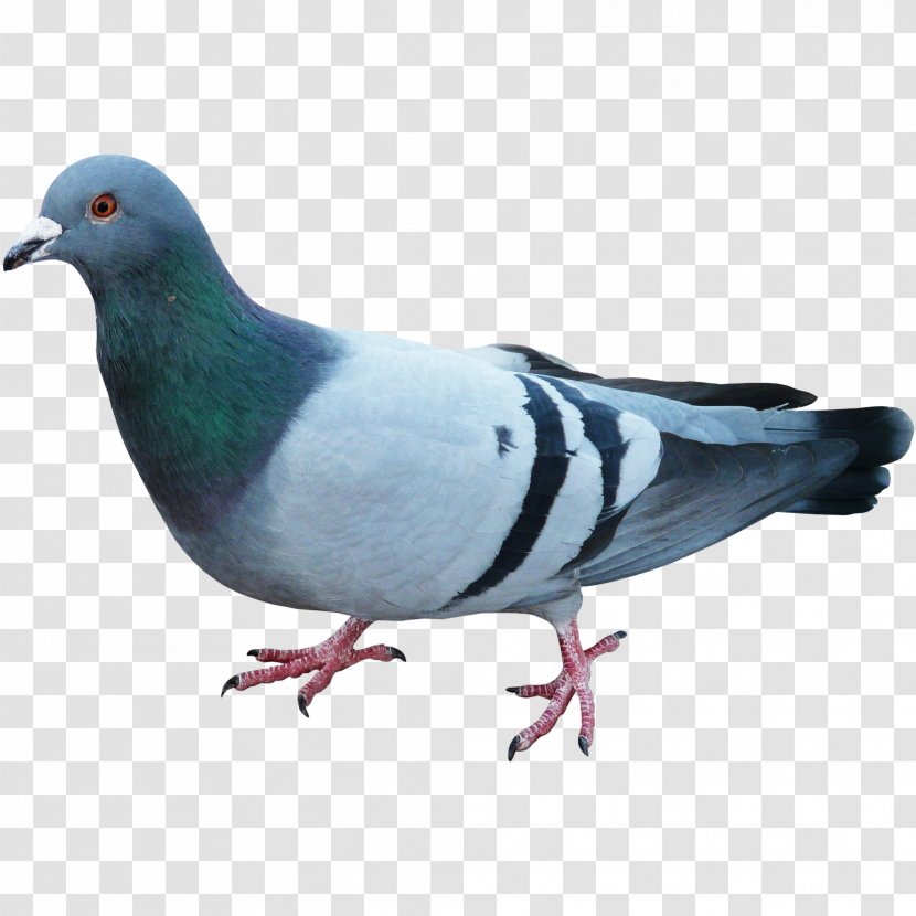 Pigeons And Doves Homing Pigeon English Carrier Bird Racing Homer - Whiteheaded Transparent PNG