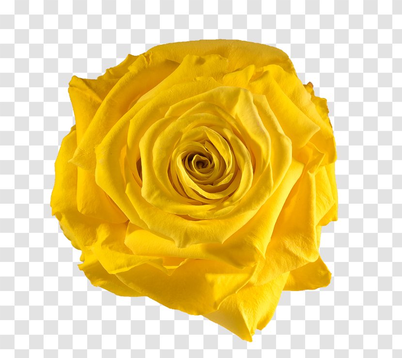 Garden Roses Yellow Flower Preservation - Rose Transparent PNG
