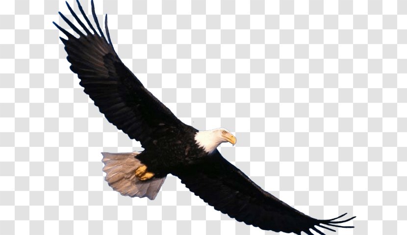 Bald Eagle Bird Transparency Clip Art Transparent PNG