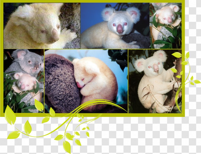 Koala Domestic Rabbit San Diego Zoo Bear Albinism Transparent PNG
