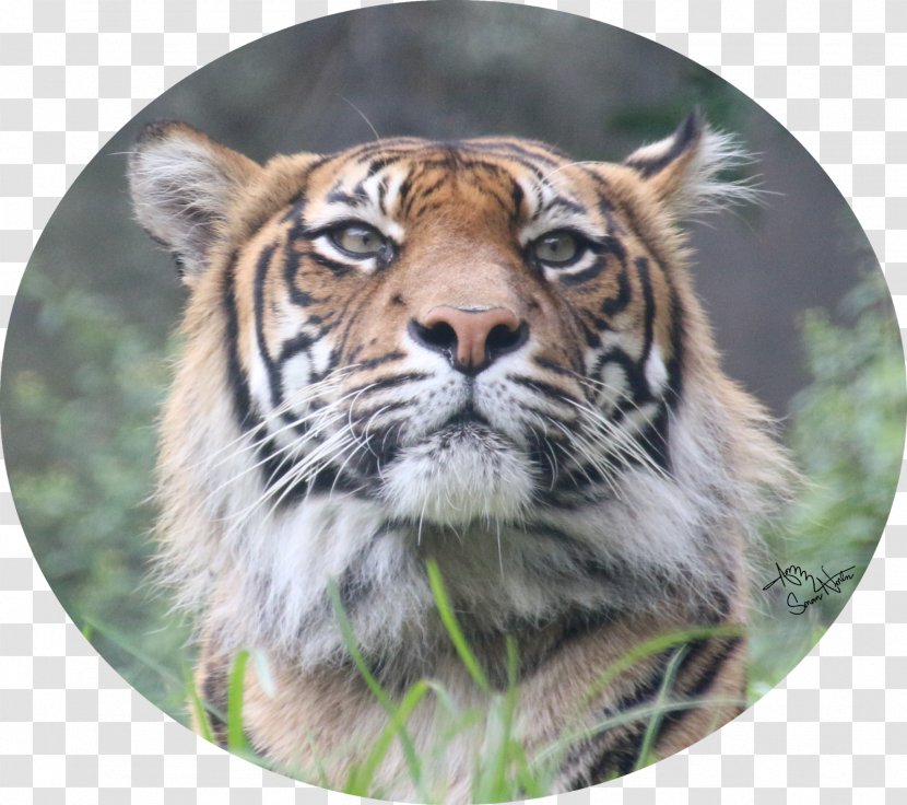 Sumatran Tiger Whiskers Big Cat - Poster - Rare Animal Transparent PNG