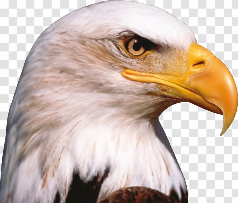 Bird Bald Eagle Animal Beak - Falcon Transparent PNG