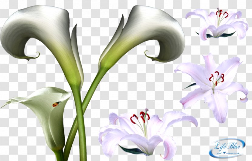 Flower DeviantArt Lilium - Deviantart - Lilies Transparent PNG