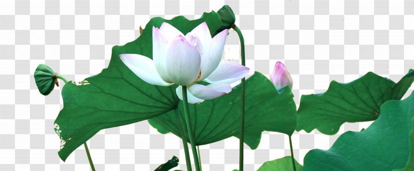Flowering Plant Aquatic Flora Botany - Nature - Great Green Lotus Transparent PNG