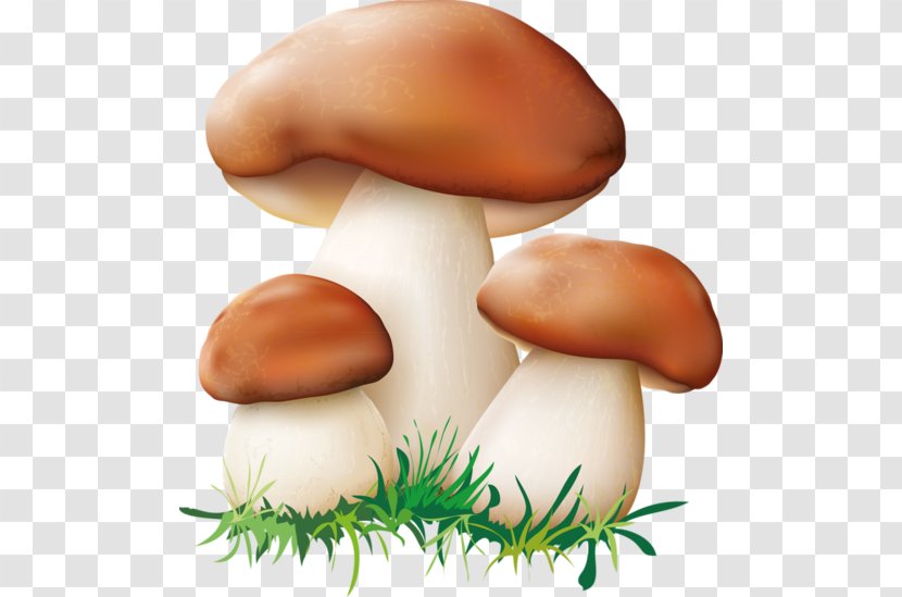 Edible Mushroom Clip Art Transparent PNG