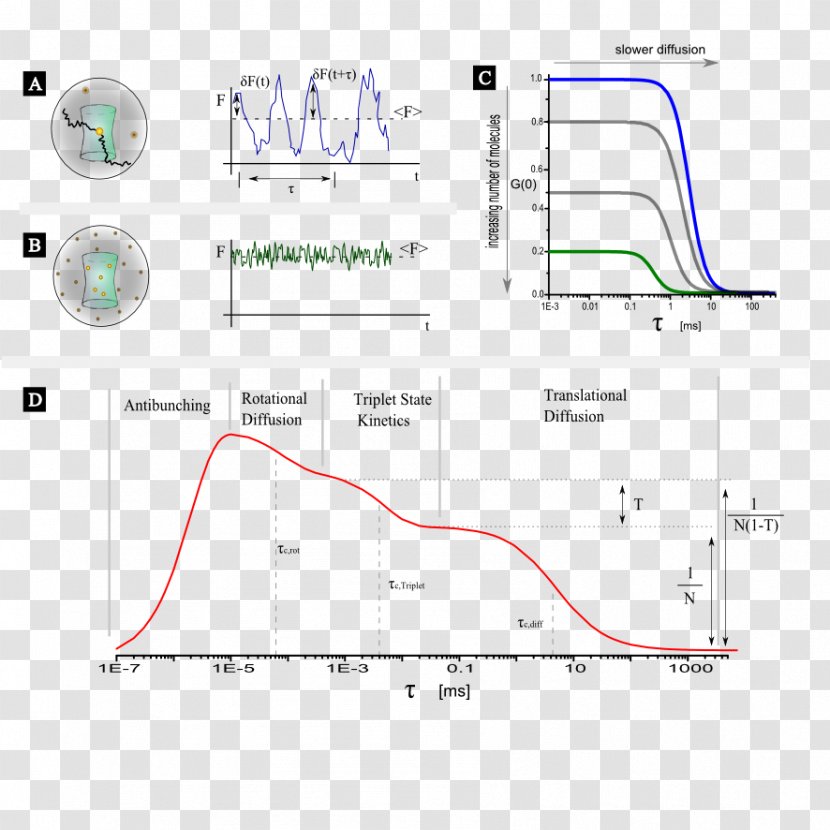 Fluorescence Correlation Spectroscopy Triplet State Autocorrelation - Rotational Diffusion Transparent PNG