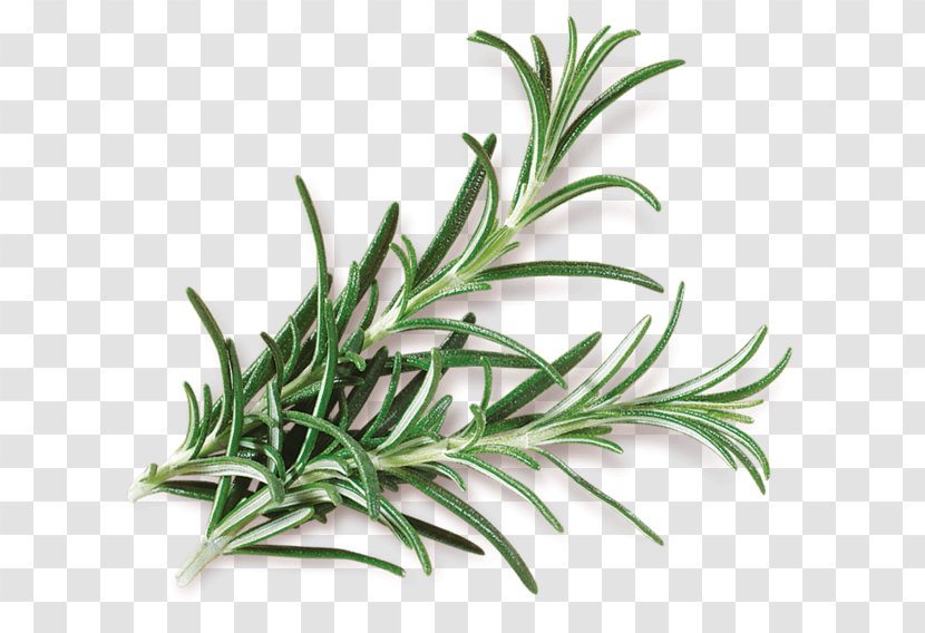 Rosemary Ratatouille Mediterranean Cuisine Herb Spice - Flavor - Punch Transparent PNG