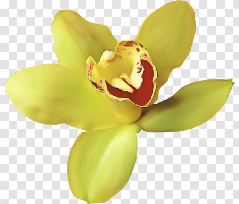 Orchids Moth Orchids Flower Southern Magnolia Petal Transparent PNG