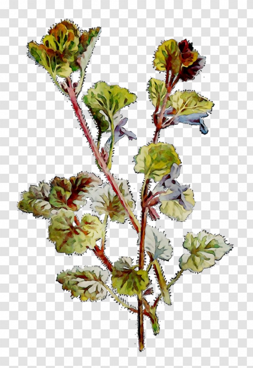 Twig Plant Stem Cut Flowers Flowering - Herb Transparent PNG