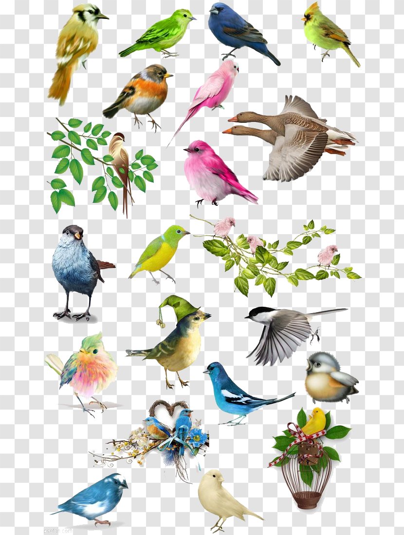 Bird Drawing Illustration - Stock Photography - Atlas Transparent PNG