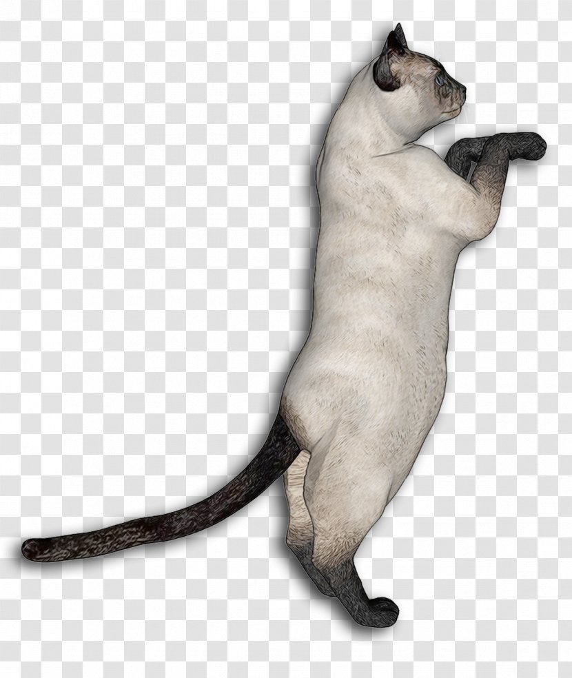 Siamese Cat Egyptian Mau Somali Kitten Whiskers - Like Mammal - Jumping Transparent PNG