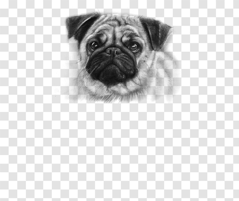 Pug Puppy Drawing Pet Cuteness - Toy Dog Transparent PNG