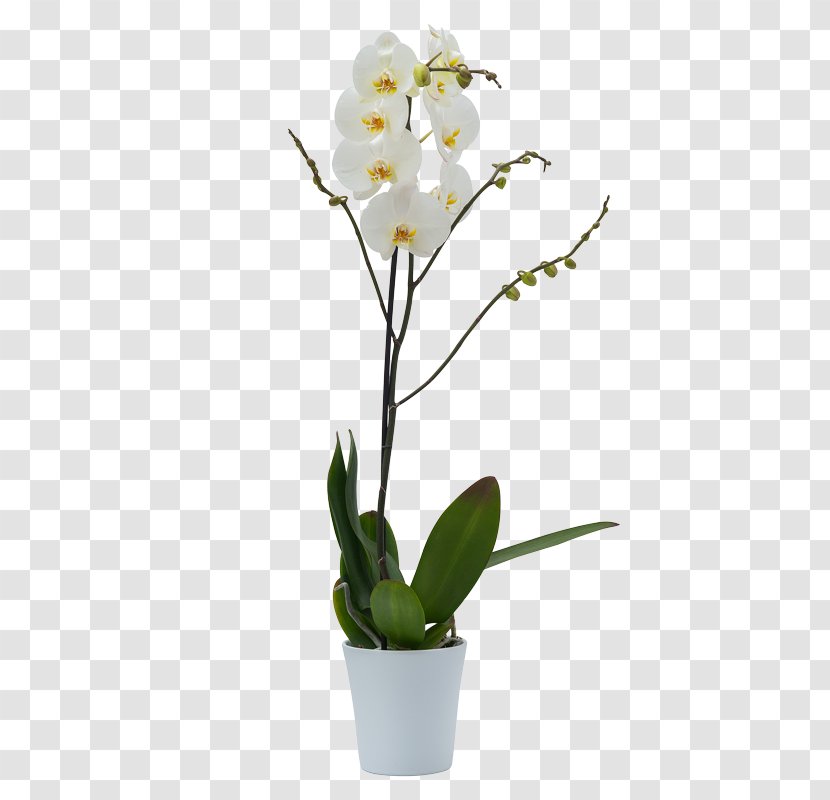 Moth Orchids Cattleya Flower Dendrobium Angraecum Transparent PNG