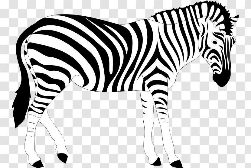 Zebra Clip Art - Line Transparent PNG