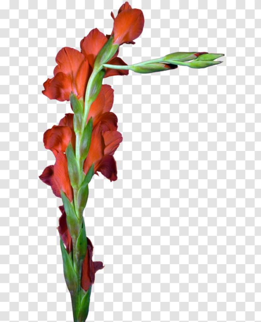 Gladiolus Cut Flowers Floral Design Plant Stem Transparent PNG