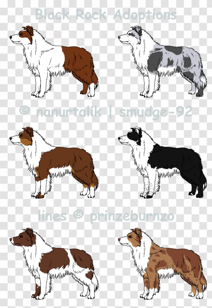 Dog Breed Companion - Organism - Border Collie Blue Merle Transparent PNG