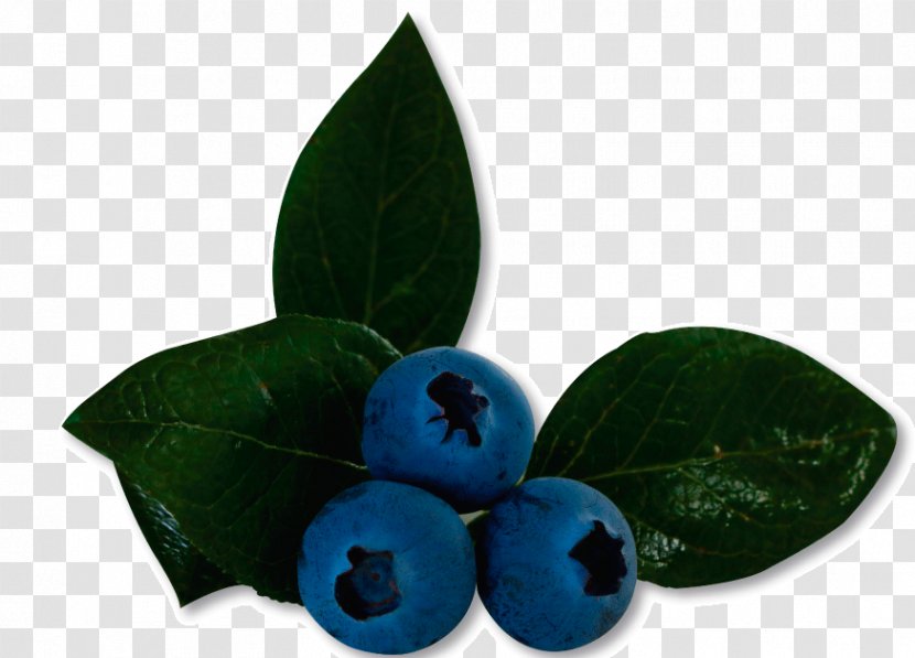 Bilberry Blueberry Product Leaf - Fruit Transparent PNG