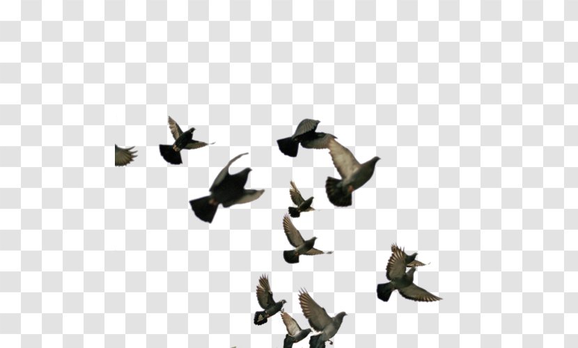 Bird - Animal Migration - Wing Transparent PNG