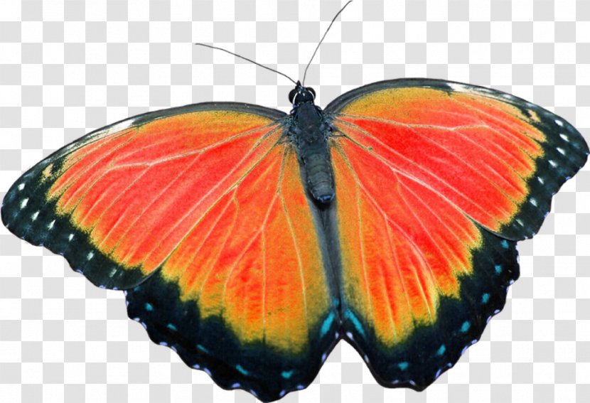 Monarch Butterfly Medicine Alternative Health Services Healing - Lycaenid - Orange Transparent PNG