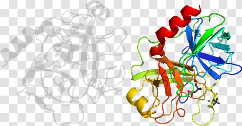 Trypsin 1 Bromelain Enzyme Protein - Frame Transparent PNG