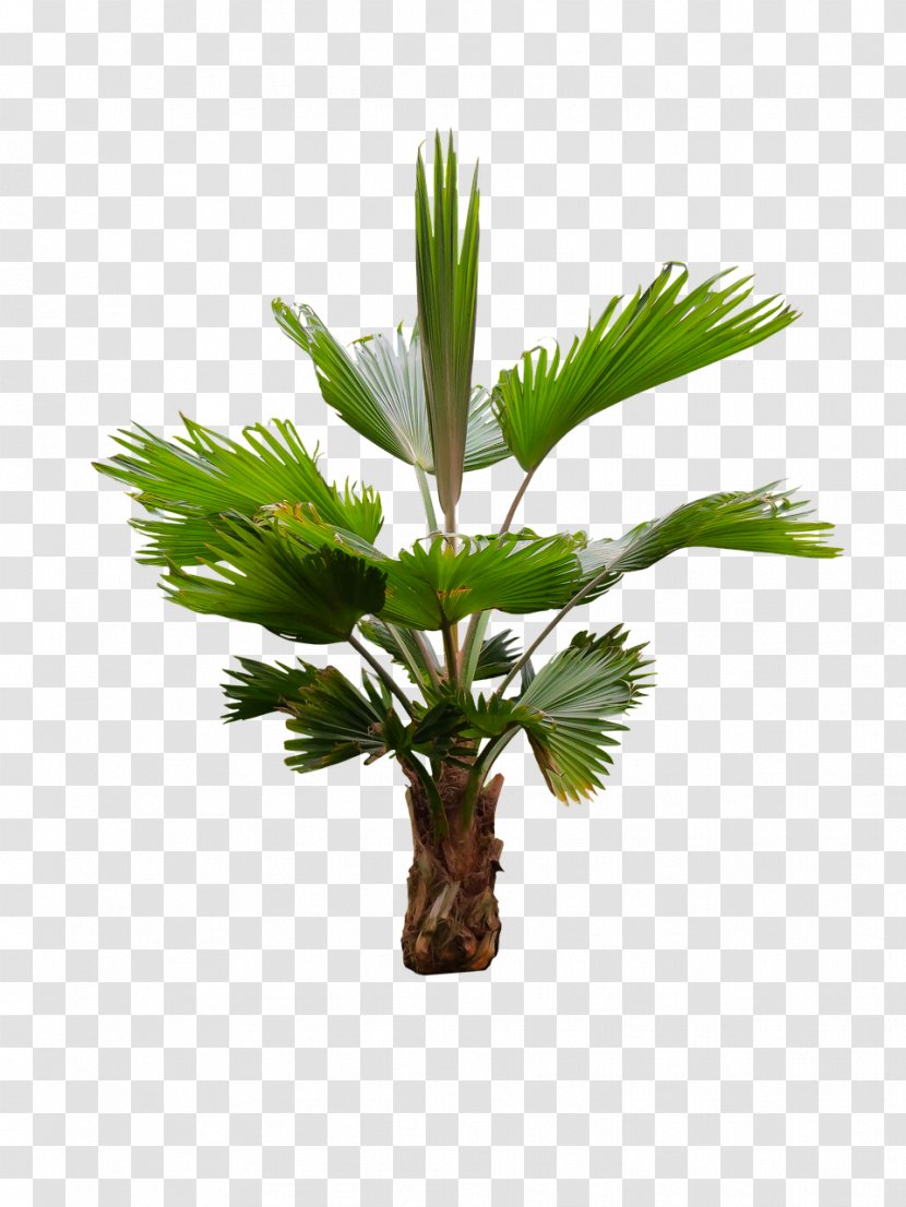 Coconut Tree Cartoon - Plant Stem - Cycad Desert Palm Transparent PNG