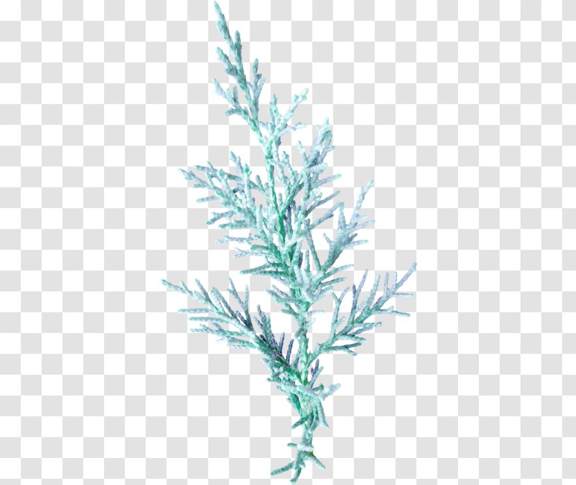Leaf Twig Plant Stem Blue - Spruce Transparent PNG
