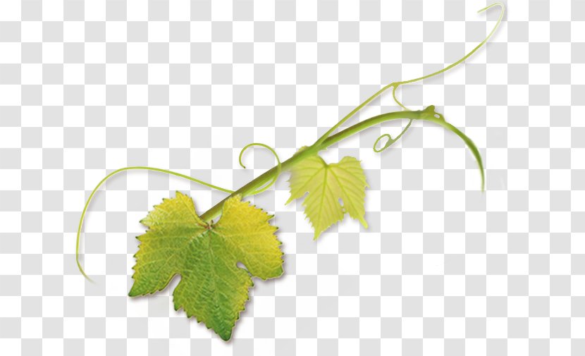 Leaf Grape Leaves Pinot Noir Tendril Vine Transparent PNG