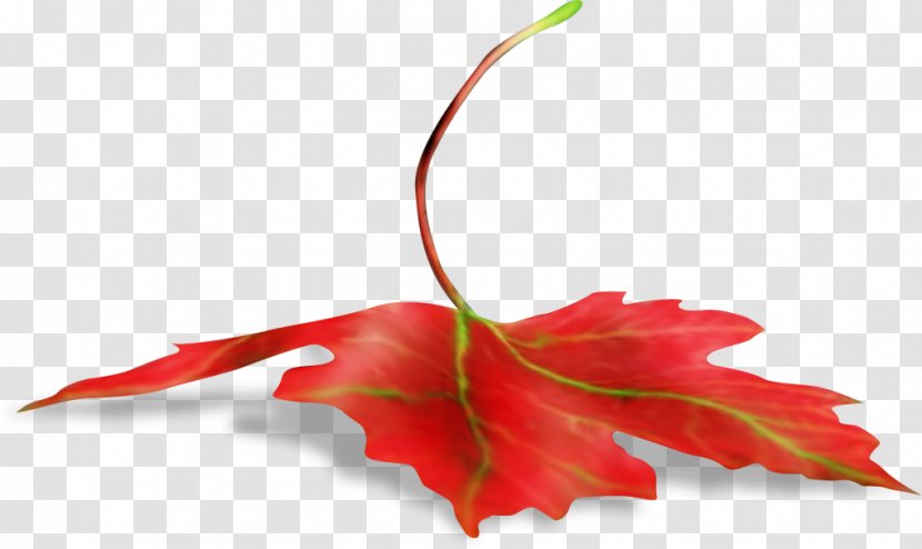 Maple Leaf Branch - Digital Image Transparent PNG