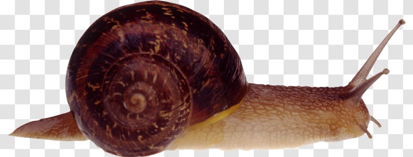 Snail Clip Art Image - Photoscape Transparent PNG