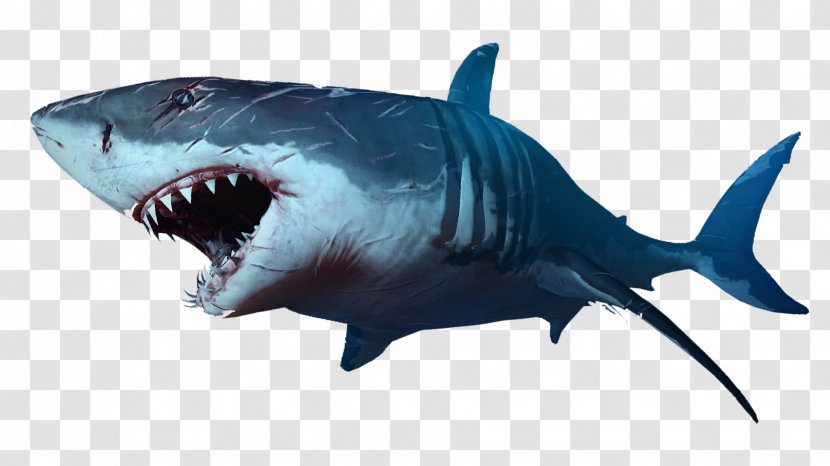 Shark Jaws Clip Art - Cartilaginous Fish - Sharks Transparent PNG