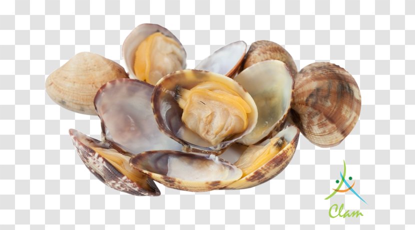 Oyster Cockle Mussel Fried Clams - Concasse - Clam Transparent PNG