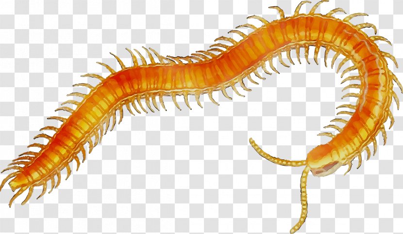 Scolopendra Gigantea Centipedes Clip Art Millipedes - Insect - House Centipede Transparent PNG