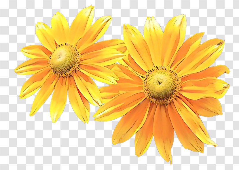 Daisy - Flower - Family English Marigold Transparent PNG