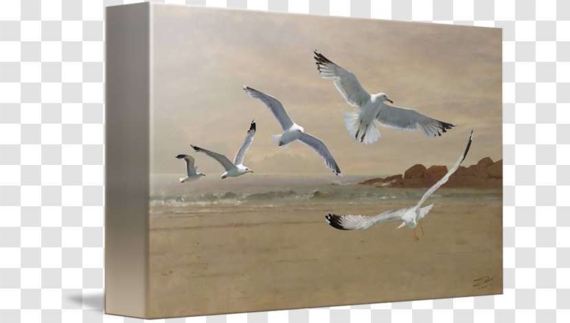 Gulls Bird Painting Wader Beak - Shorebird - Flying Seagulls Transparent PNG