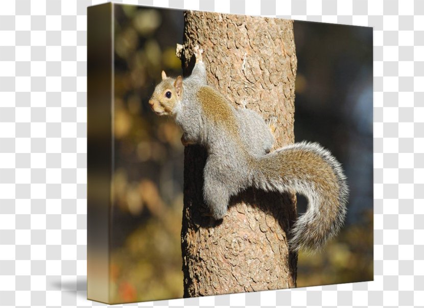 Fox Squirrel Chipmunk Tree Climbing Transparent PNG