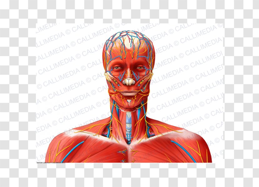 Shoulder Nerve Muscle Blood Vessel Neck - Cartoon - Head And Transparent PNG