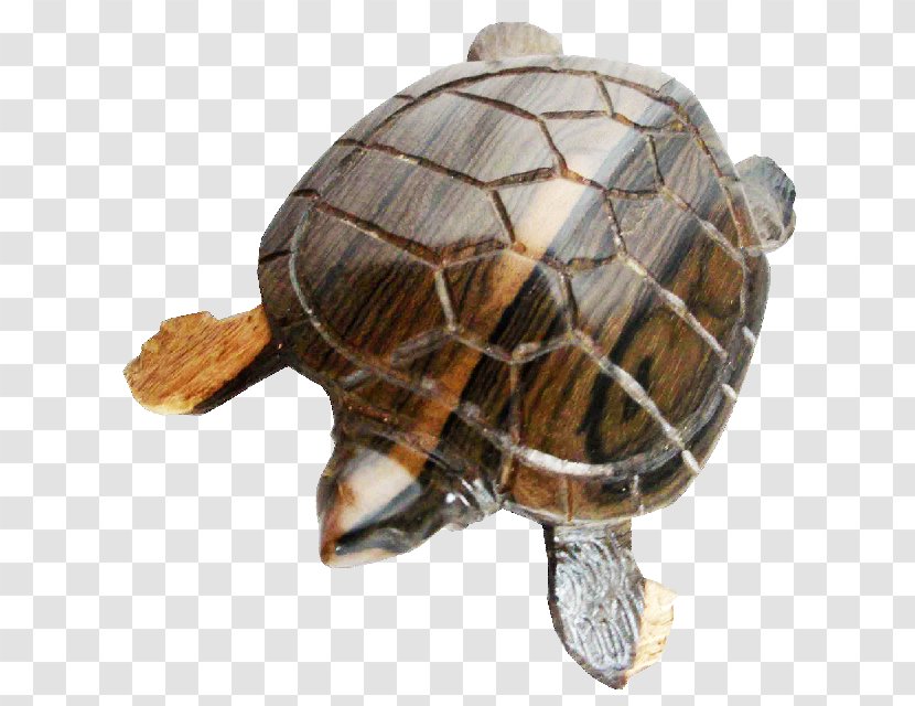 Box Turtles Tortoise - Turtle - Black Bean Transparent PNG