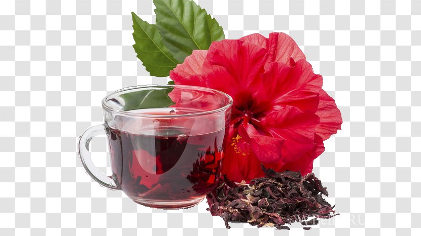 Hibiscus Tea Flowering Roselle Jamaican Cuisine - Shoeblackplant Transparent PNG