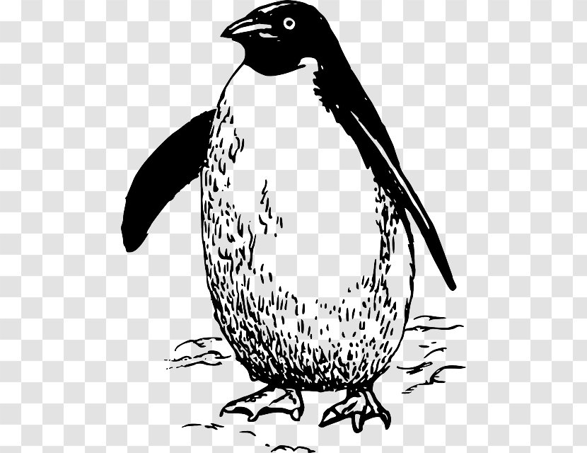 Penguin Bird Clip Art - Beak - Waddle Transparent PNG
