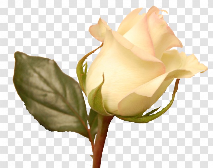 Garden Roses Wix.com Website Builder Centifolia - Plant Stem - White Rose Transparent PNG
