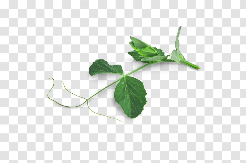 Leaf Tendril Pea Plant Stem Shoot - Snap Transparent PNG