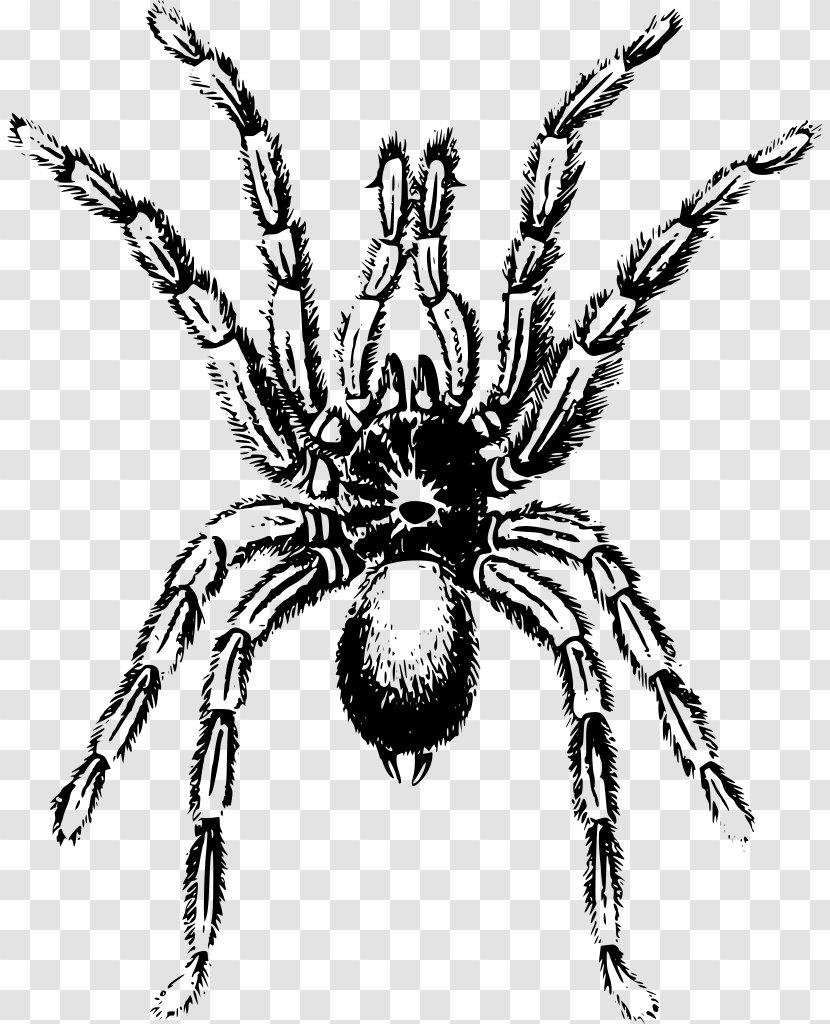 Cartoon Spider - Blackandwhite Parasite Transparent PNG