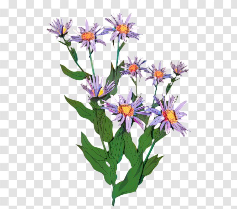 Watercolor Flower Background - Daisy - Perennial Plant Transparent PNG