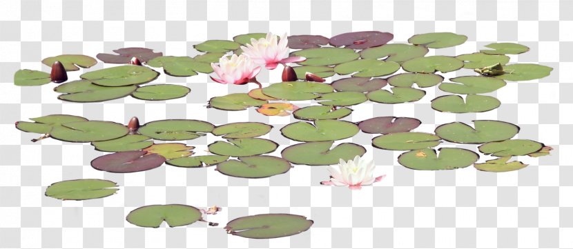 Petal Leaf Flower Organism - Lake Transparent PNG