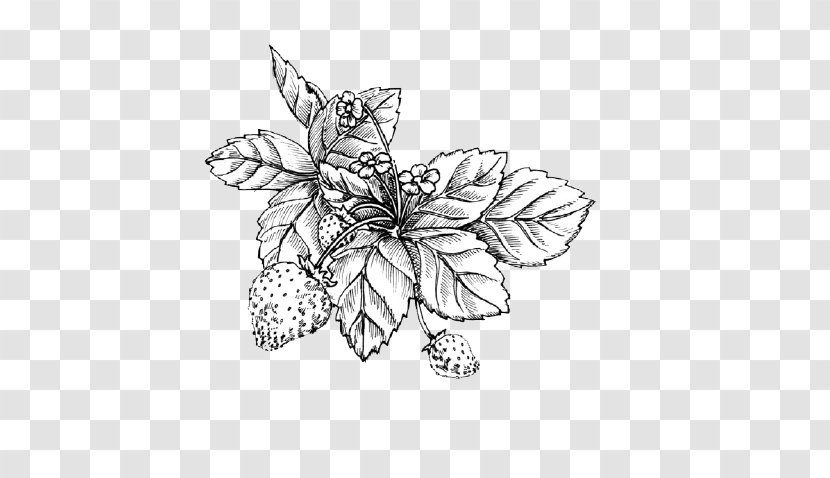 Shortcake Wild Strawberry Drawing Sketch - Membrane Winged Insect - Hand-painted Foliage Plants Transparent PNG