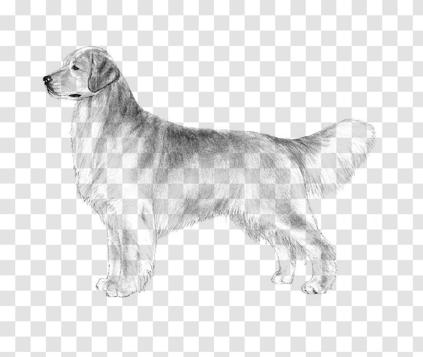 The Golden Retriever Labrador Puppy Dog Breed - Sporting Group Transparent PNG