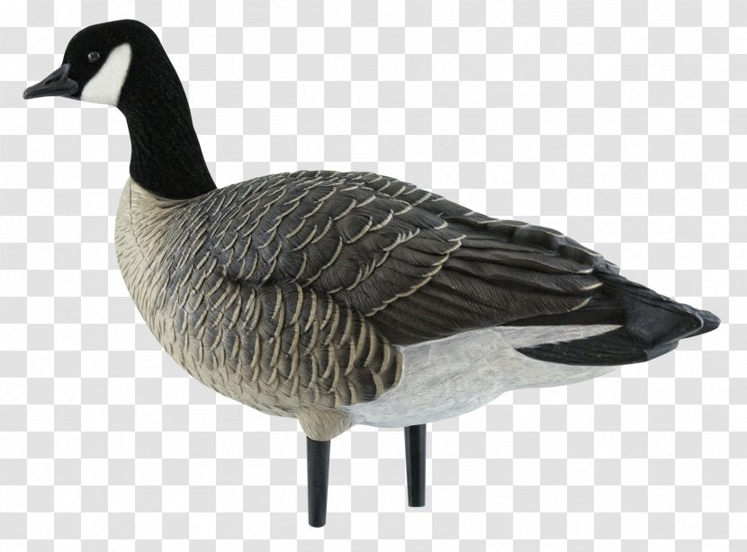Canada Goose Decoy Duck - Lonely Transparent PNG